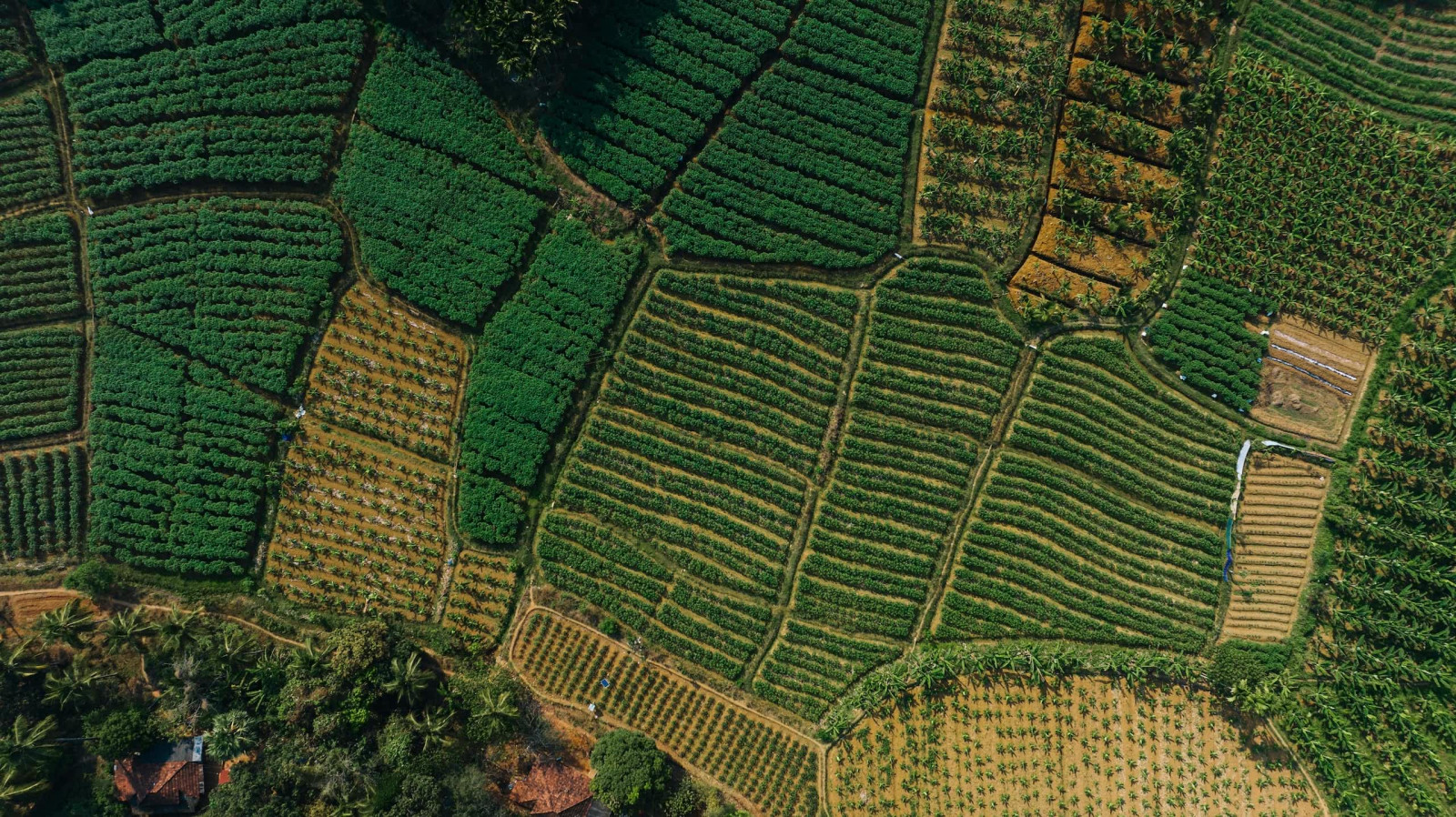 Tea plantation aerial view